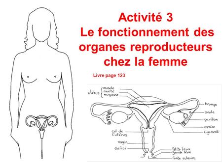 Activité 3 Le fonctionnement des organes reproducteurs chez la femme