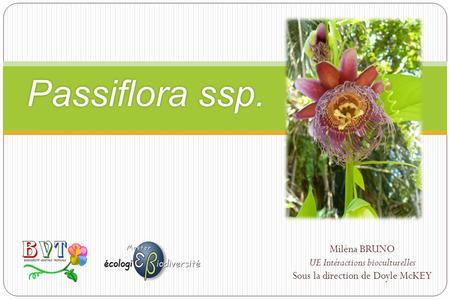 Passiflora ssp.Passiflora ssp. Miléna BRUNO UE Intéractions bioculturelles Sous la direction de Doyle McKEY.
