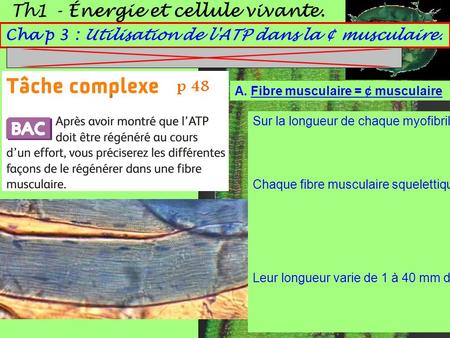 Th1 - Énergie et cellule vivante. Cha p 3 : Utilisation de l'ATP dans la ¢ musculaire. A. Fibre musculaire = ¢ musculaire Leur longueur varie de 1 à 40.