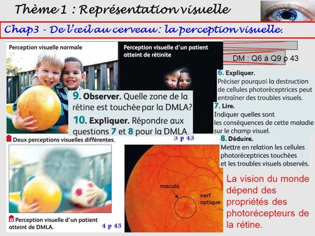 Chap3 - De l’œil au cerveau : la perception visuelle. Thème 1 : Représentation visuelle D. Photorécepteurs et vision du monde. DM : Q6 à Q9 p 43 La vision.