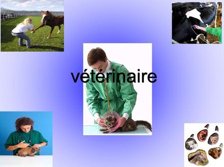Vétérinaire vétérinaire. SOMMAIRE 1) La nature du métier 2) Les conditions de travail 3) Le profil requis pour exercer ce métier 4) L'accès au métier.