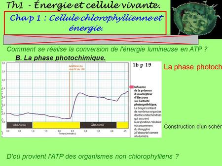 Th1 - Énergie et cellule vivante. Cha p 1 : Cellule chlorophyllienne et énergie. B. La phase photochimique. La phase photochimique produit des composés.