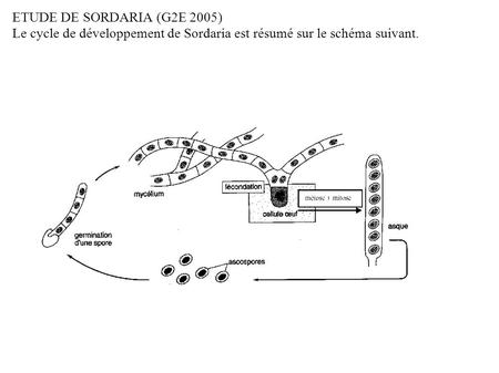 ETUDE DE SORDARIA (G2E 2005) Le cycle de développement de Sordaria est résumé sur le schéma suivant.