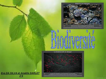 Biodiversité Eva DA SILVA et Anaëlle DARLET 3°4 1.
