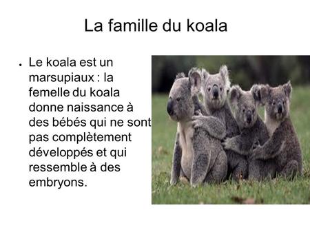 La famille du koala ● Le koala est un marsupiaux : la femelle du koala donne naissance à des bébés qui ne sont pas complètement développés et qui ressemble.