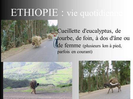 ETHIOPIE : vie quotidienne Cueillette d'eucalyptus, de tourbe, de foin, à dos d'âne ou de femme (plusieurs km à pied, parfois en courant)