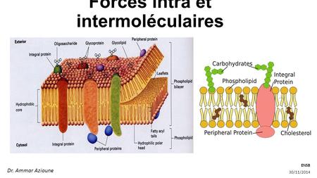Forces intra et intermoléculaires