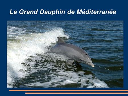 Le Grand Dauphin de Méditerranée. L'habitat du Grand Dauphin Les grands dauphins vivent dans les zones tempérées et tropicales des océans autour du globe.