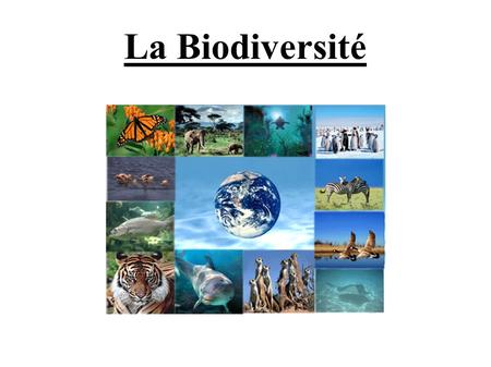 La Biodiversité. Sommaire I. Introduction II. La biodiversité des espèces animales dans le lycée III. La biodiversité des espèces animales dans le monde.