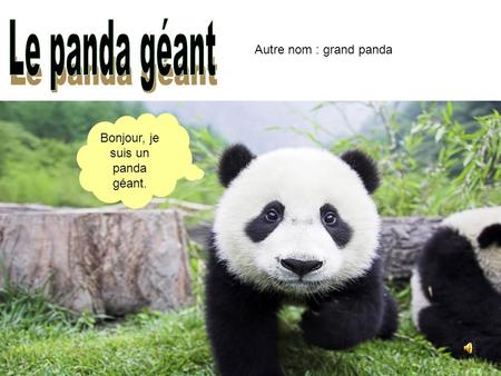 Bonjour, je suis un panda géant. Autre nom : grand panda.