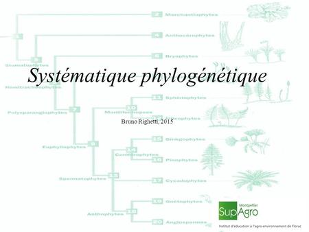 Systématique phylogénétique Bruno Righetti, 2015.