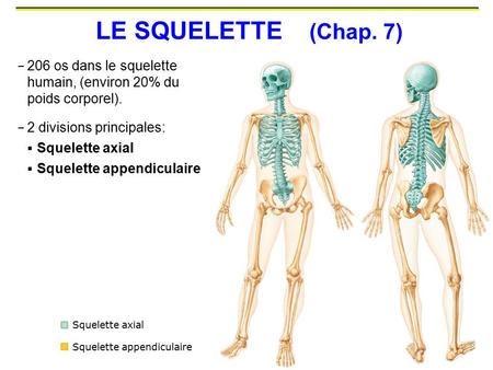 LE SQUELETTE (Chap. 7) 206 os dans le squelette humain, (environ 20% du poids corporel). 2 divisions principales: Squelette axial Squelette appendiculaire.