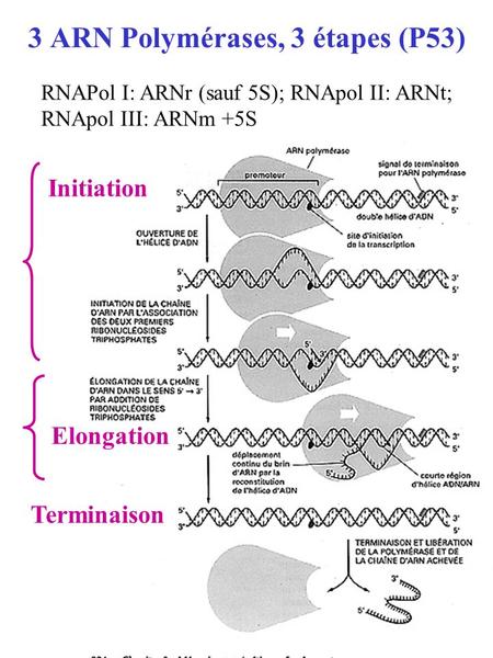 3 ARN Polymérases, 3 étapes (P53) RNAPol I: ARNr (sauf 5S); RNApol II: ARNt; RNApol III: ARNm +5S Initiation Elongation Terminaison.
