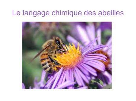 Le langage chimique des abeilles. ➢ L'abeille survie grâce à l'olfaction qui lui permet de trouver sa nourriture, ses partenaires sexuels et de choisir.