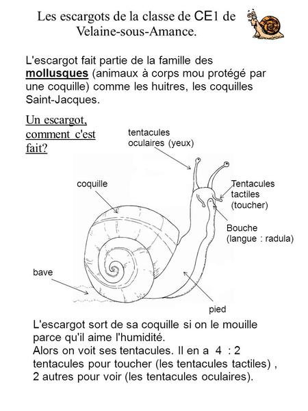 Les escargots de la classe de CE1 de Velaine-sous-Amance.