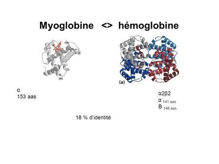 Myoglobine  hémoglobine α2β2 α 141 aas Β 146 aas α 153 aas 18 % d’identité.