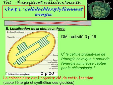 Th1 - Énergie et cellule vivante. Cha p 1 : Cellule chlorophyllienne et énergie. B. Localisation de la photosynthèse. Le chloroplaste est l'organite clé.