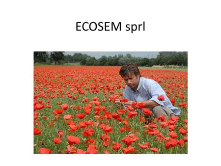 ECOSEM sprl. ECOSEM sprl : les activités Production de semences et de plantes de fleurs sauvages d’origine régionale 20Ha de cultures Interventions dans.