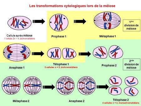 Les transformations cytologiques lors de la méiose