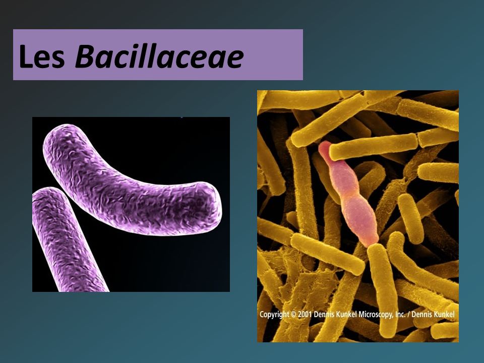 Les Bacillaceae. Les bacilles Gram + 1°/Bacilles Gram + cultivant ...