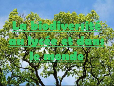 La biodiversité au lycée et dans le monde. Sommaire: ● Introduction ● Diversité des animaux présents dans la cour du lycée (TP1 et TP2) ● Diversité des.