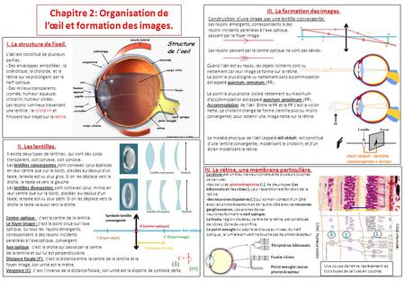 Chapitre 2: Organisation de l’œil et formation des images. I. La structure de l’oeil. III. La formation des images. IV. La rétine, une membrane particulière.