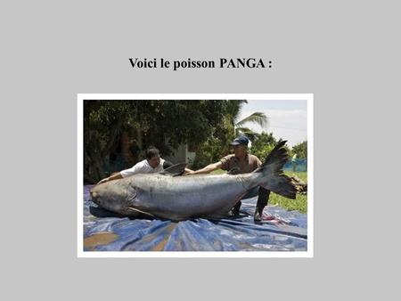 Voici le poisson PANGA : Attention ne pas acheter cette saloperie... Nous l'avions déjà vu furtivement à la télé. Il est important de se le remettre.