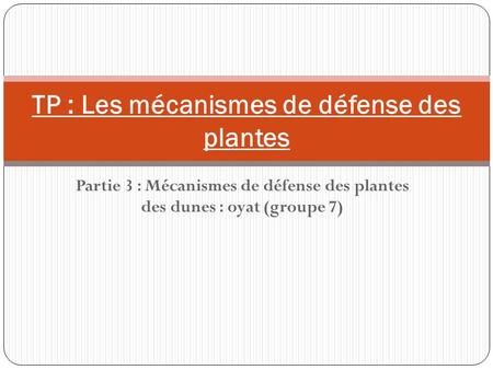 Partie 3 : Mécanismes de défense des plantes des dunes : oyat (groupe 7) TP : Les mécanismes de défense des plantes.
