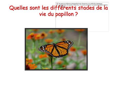Quelles sont les différents stades de la vie du papillon ?