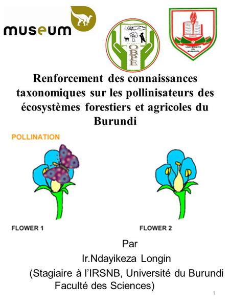 Renforcement des connaissances taxonomiques sur les pollinisateurs des écosystèmes forestiers et agricoles du Burundi PPar Ir.Ndayikeza Longin (Stagiaire.