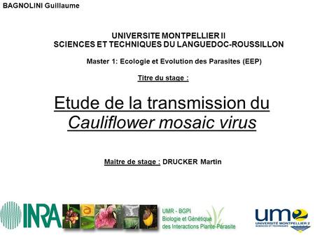 Etude de la transmission du Cauliflower mosaic virus UNIVERSITE MONTPELLIER II SCIENCES ET TECHNIQUES DU LANGUEDOC-ROUSSILLON Master 1: Ecologie et Evolution.