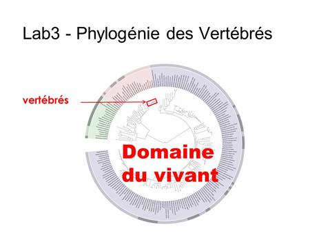 Lab3 - Phylogénie des Vertébrés vertébrés Domaine du vivant.