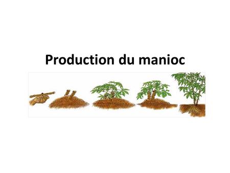 Production du manioc. Objectifs Pédagogiques A la fin de ce cours les étudiants pourront: – connaître et présenter les différentes étapes de la production.