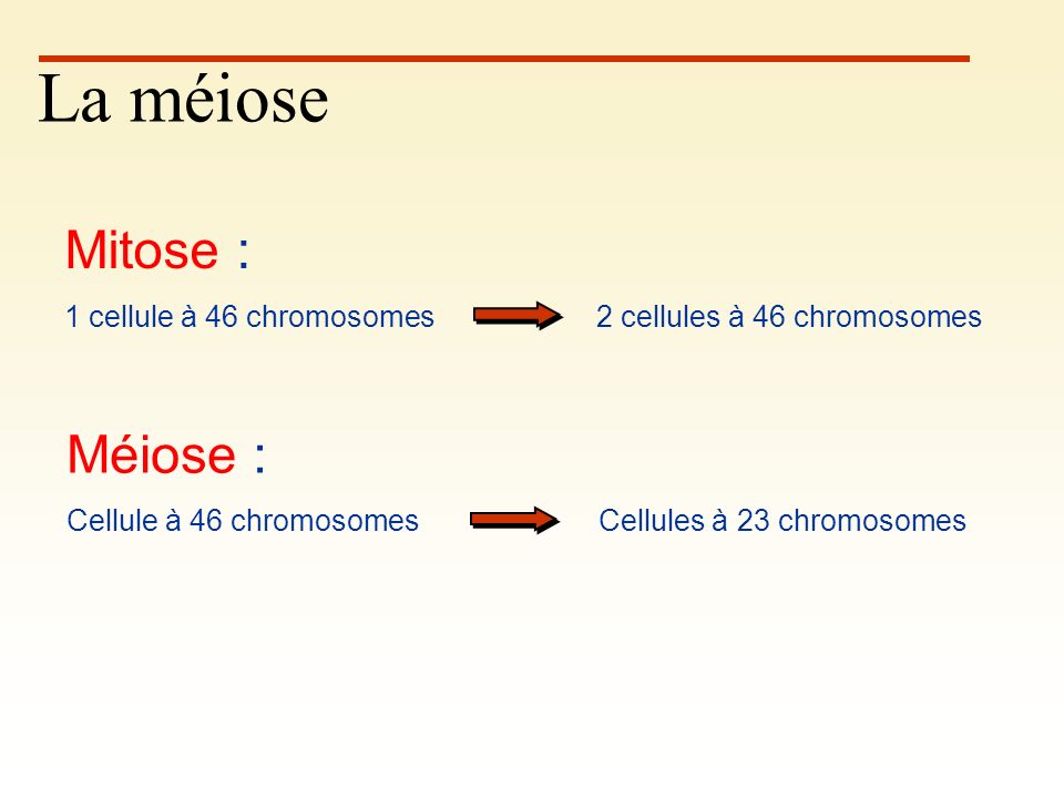 chromosomes en méiose