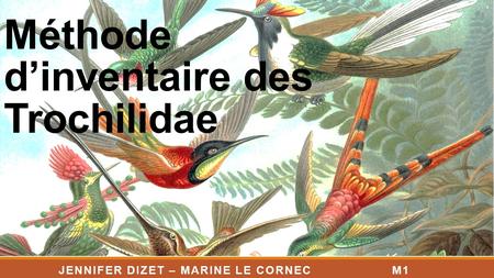 Méthode d’inventaire des Trochilidae JENNIFER DIZET – MARINE LE CORNEC M1 EDD - UCO.