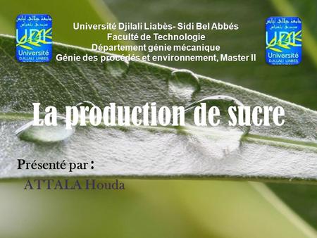 La production de sucre Présenté par : ATTALA Houda