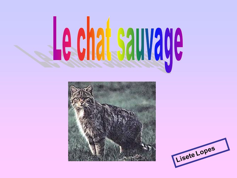 Le Chat Sauvage Lisete Lopes Ppt Video Online Telecharger