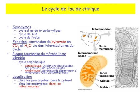 Le cycle de l’acide citrique