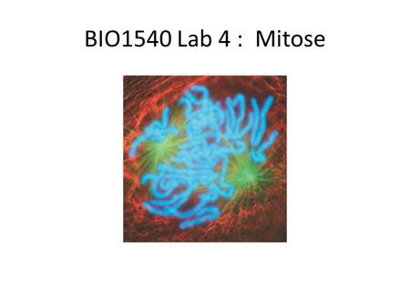 BIO1540 Lab 4 : Mitose.