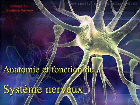 Biologie 12F Système Nerveux Anatomie et fonction du Système nerveux.