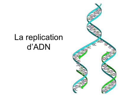 La replication d’ADN.