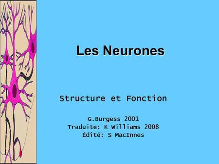 Les Neurones Structure et Fonction G.Burgess 2001
