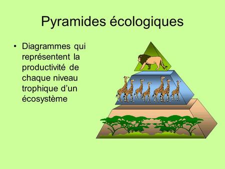 Pyramides écologiques