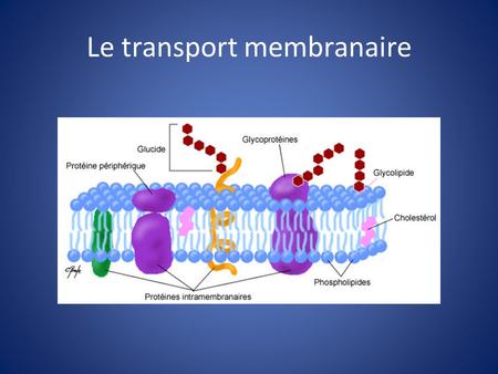 Le transport membranaire