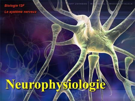 Biologie 12F Le système nerveux Neurophysiologie.