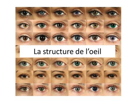 La structure de l’oeil.