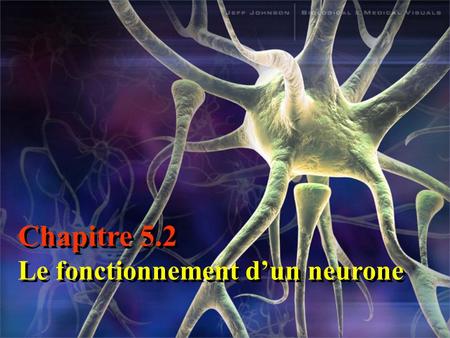 Chapitre 5.2 Le fonctionnement d’un neurone