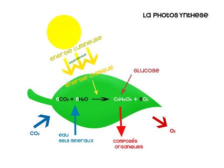 La photosynthèse Processus par lequel les végétaux synthétisent du glucose en utilisant l’énergie solaire Énergie + 6CO2 + 6H2O → C6H12O6 + 6O2.