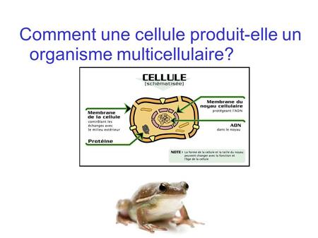 Comment une cellule produit-elle un  organisme multicellulaire?
