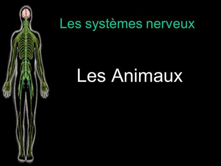 Les systèmes nerveux Les Animaux.